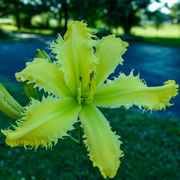 Angry Shark Daylily